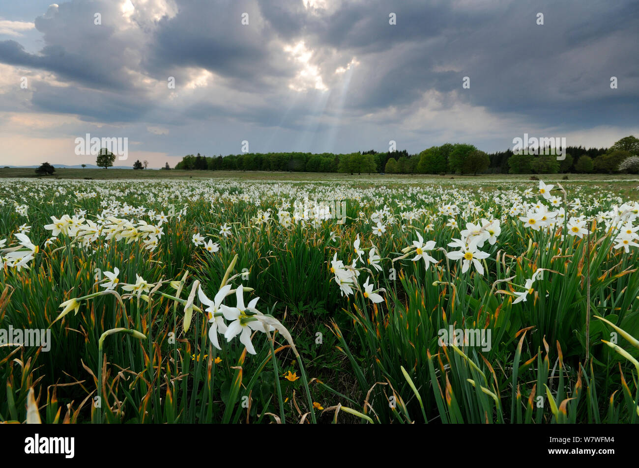 Wild Narcissus (Narcissus angustifolius) meadow. Corund, Transylvania, Romania. April Stock Photo