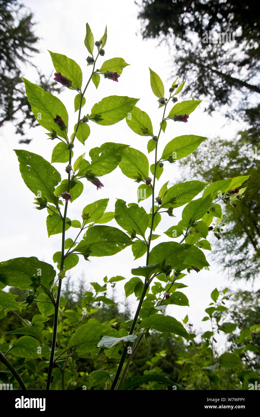 Deadly Nightshade (Atropa belladona) flowering, Bavaria, Germany, June. Stock Photo