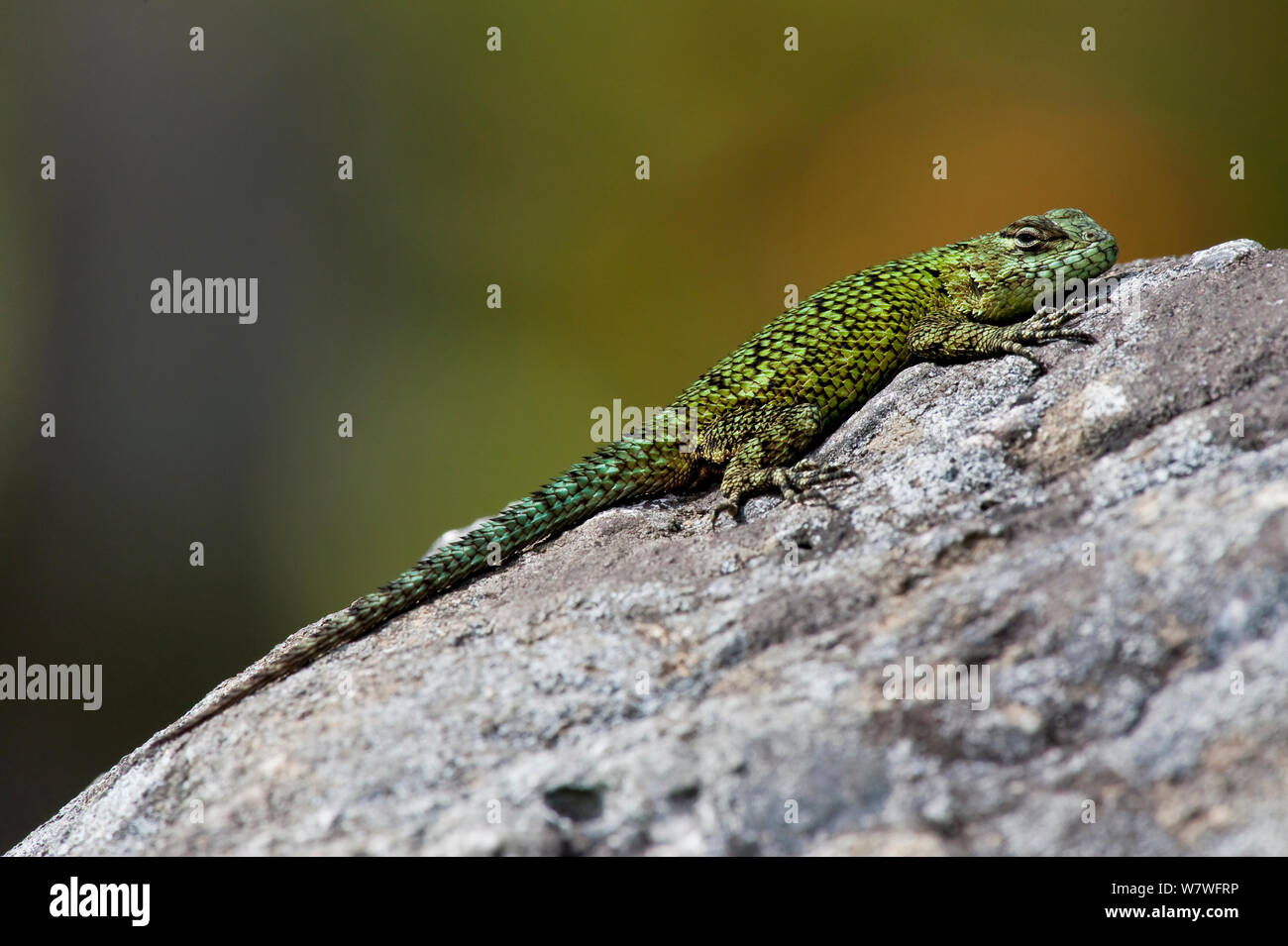 Emerald Swift / Green Spiny Lizard (Sceloporus malachiticus), basking on a rock, Costa Rica. Stock Photo