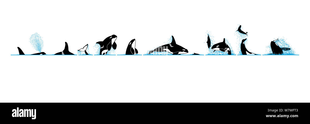 Illustration of Killer whale / Orca (Orcinus orca) breaching sequence in profile, showing how it catches seals and porpoises / dolphins. Stock Photo