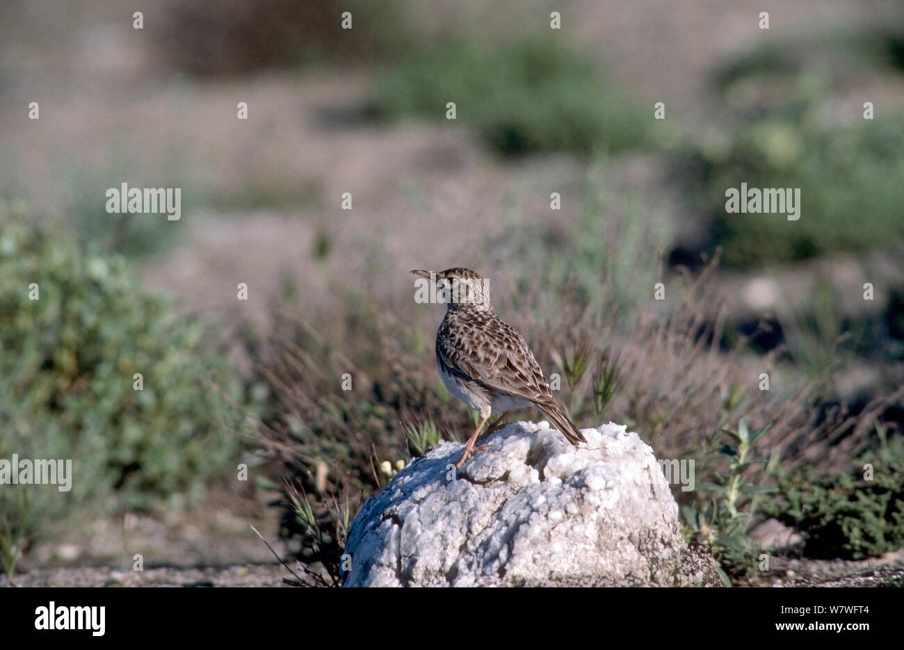 Dupont&#39;s Lark (Chersophilus duponti) in spring, northern Spain. Stock Photo