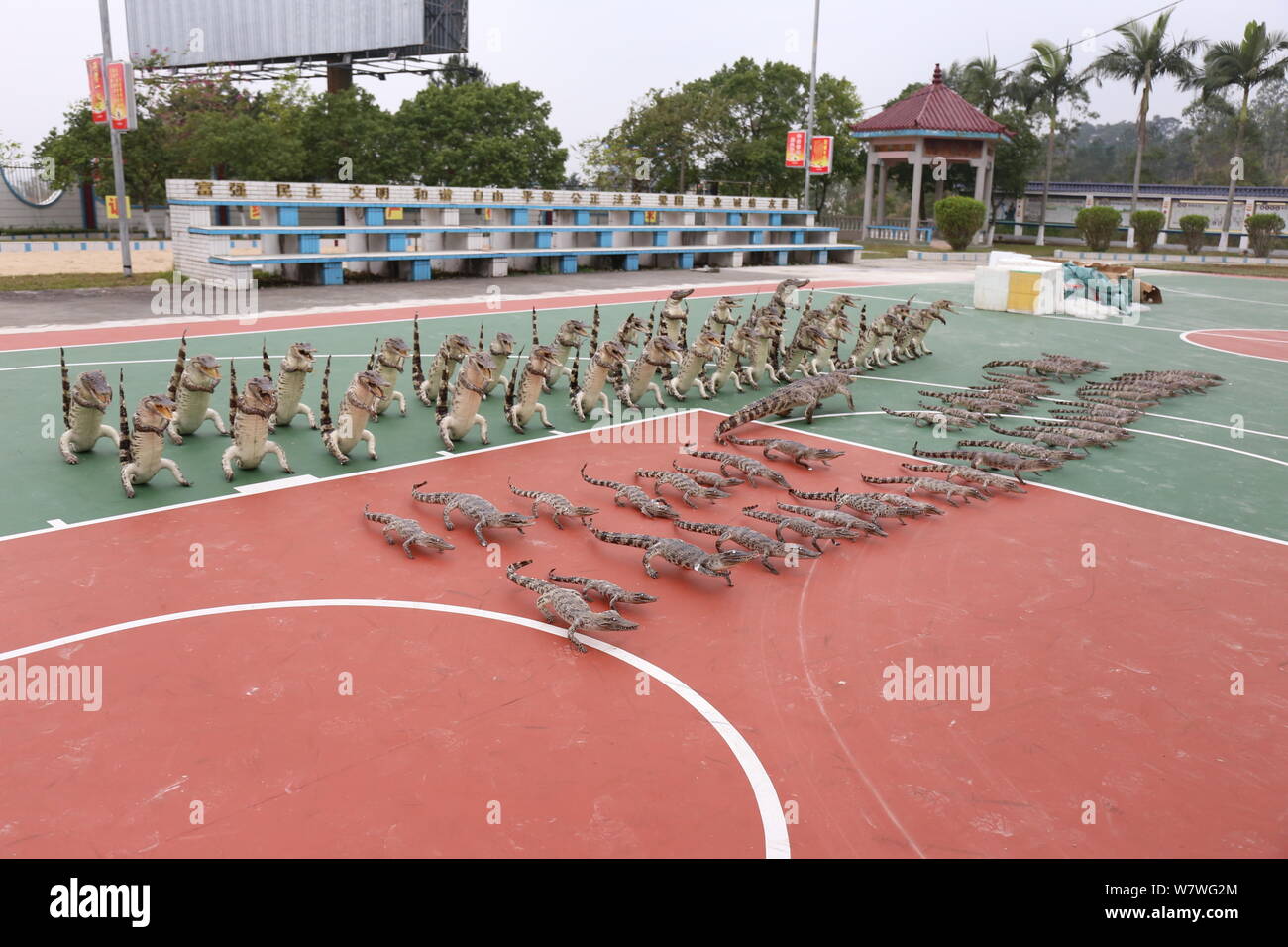Crocodile products made of Siamese crocodiles are displayed at the ...