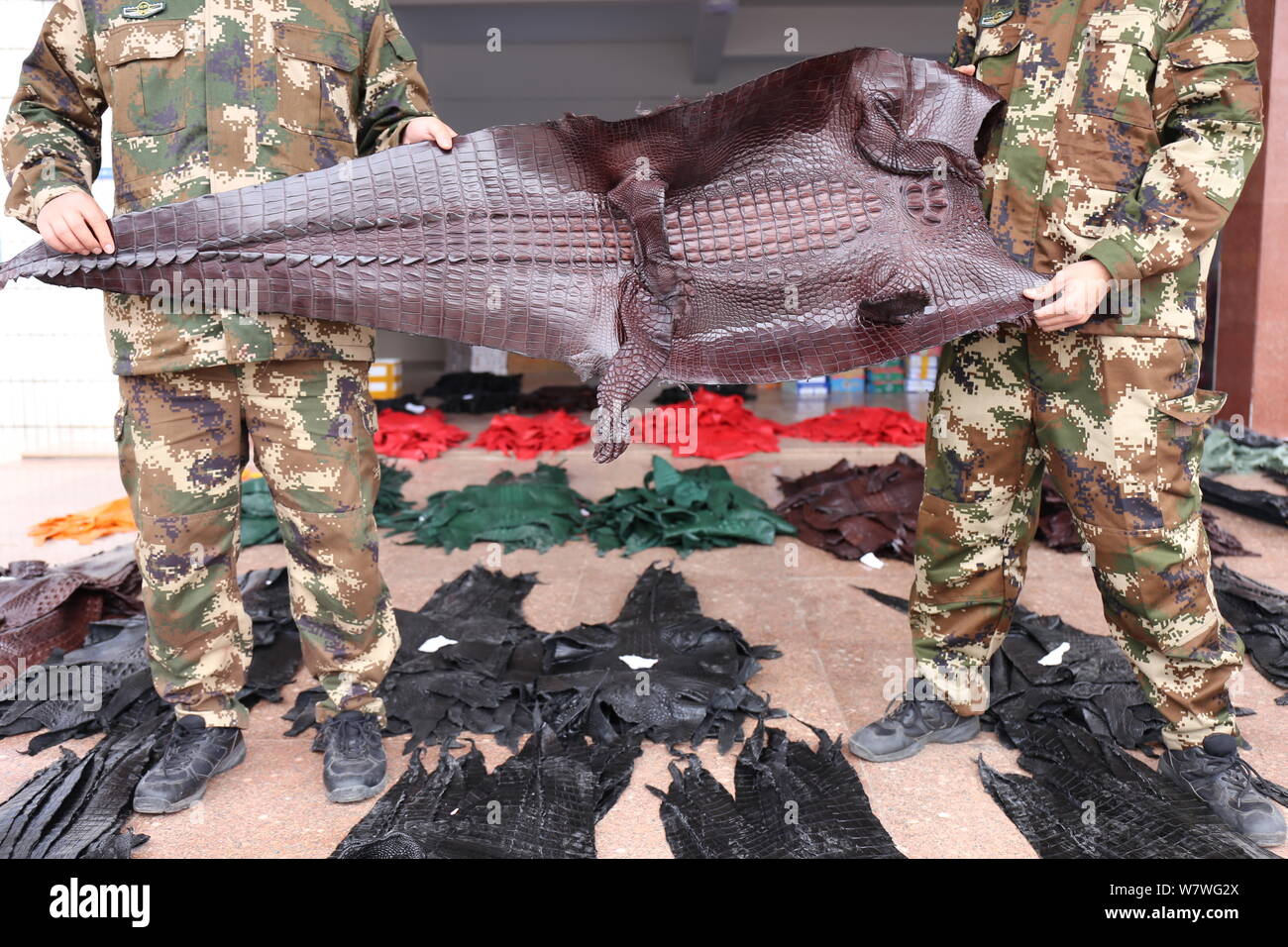 Border polices show a skin of crocodile made of Siamese crocodiles at ...
