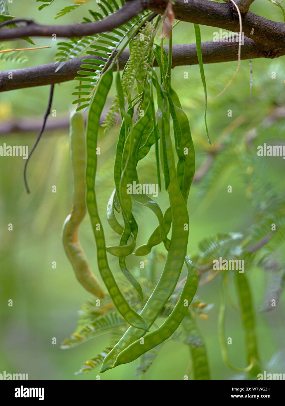 Seed pods acacia tree hi-res stock photography and images - Alamy