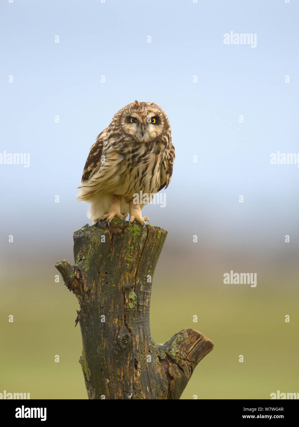 Short eared owl (Asio flammeus) on tree stump, Breton Marsh, France, January. Stock Photo
