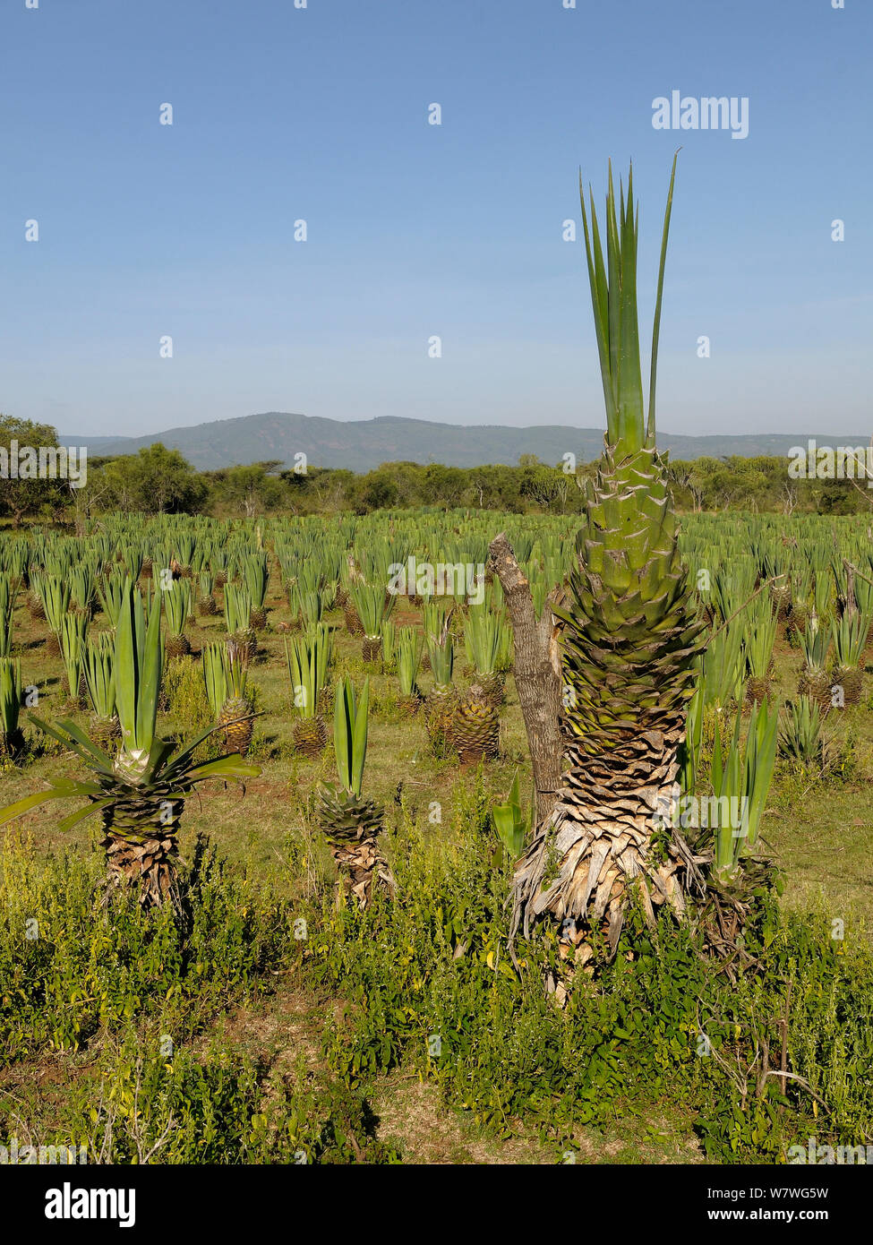 Sisal (Agave sisalana) cultivation, Kenya, October 2013. Stock Photo