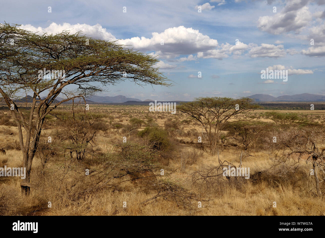 Savanna habitat, Samburu, Kenya, October 2013. Stock Photo