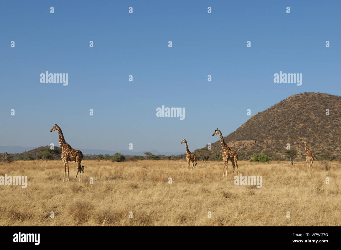 Four Reticulated giraffes (Giraffa camelopardis reticulata) in grassland, Samburu,Kenya, October. Stock Photo