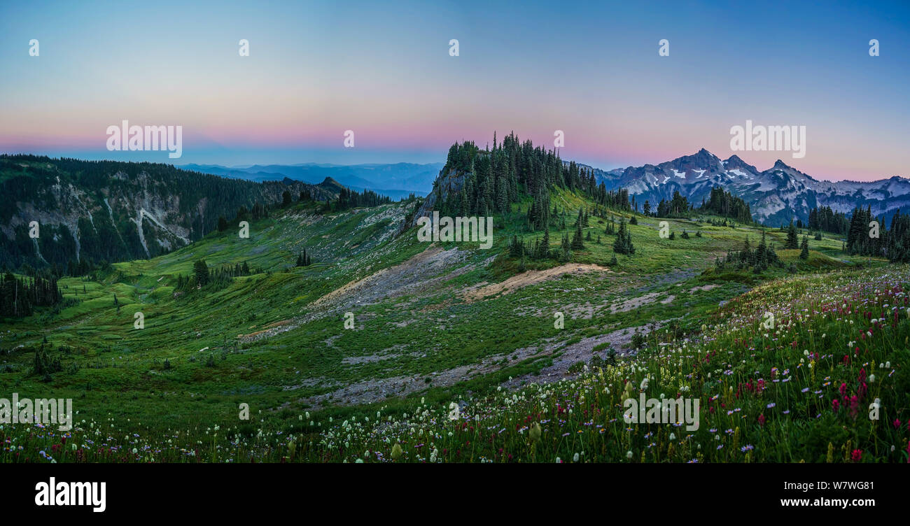 This is the picture of mountain and wildflowers during sunset at Mazama Ridge at Mount Rainier National Park, Washington. Stock Photo