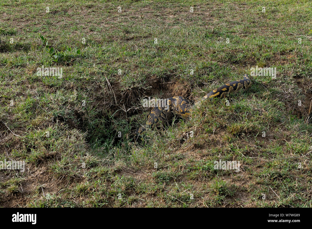 African rock python (Python sebae) going into hole, Masai Mara, Kenya, October. Stock Photo