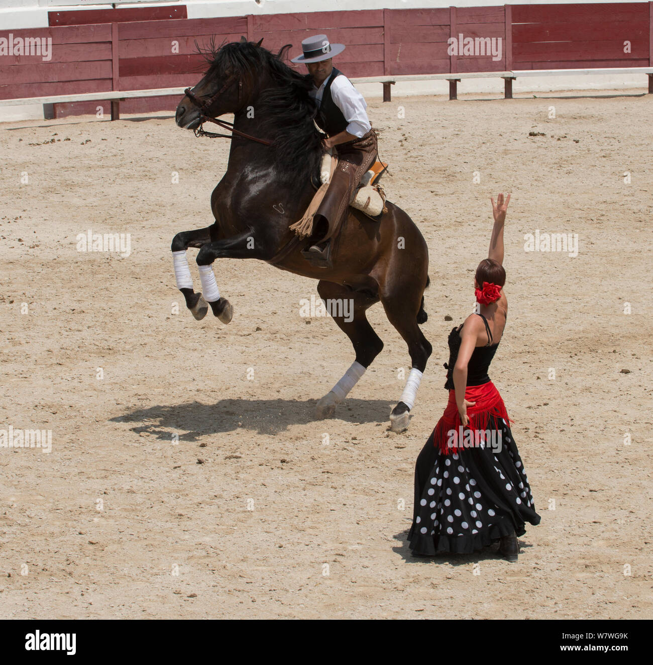 Gardian on rearing horse and woman in flamenco costume, at Mejanes Horse Fair - Feria Cheval Mejanes, Camargue, France, July 2013. Stock Photo