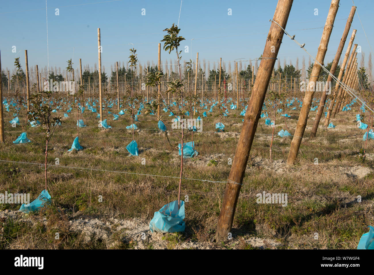 Apple tree orchard with plastic bags to protect them from rodents. Arles, France, December. Stock Photo