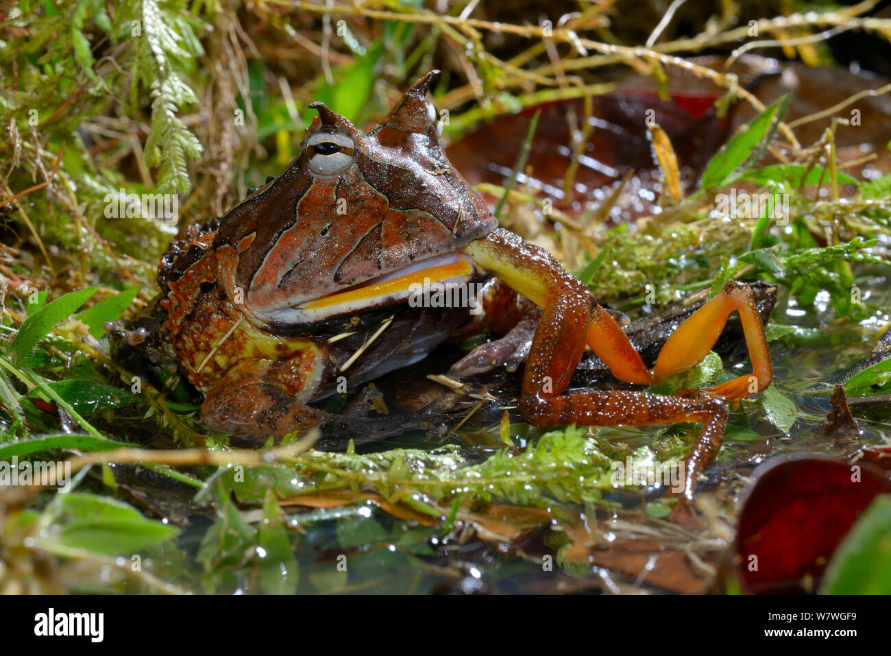 Amazonian horned frog (Ceratophrys cornuta) feeding on frog, French