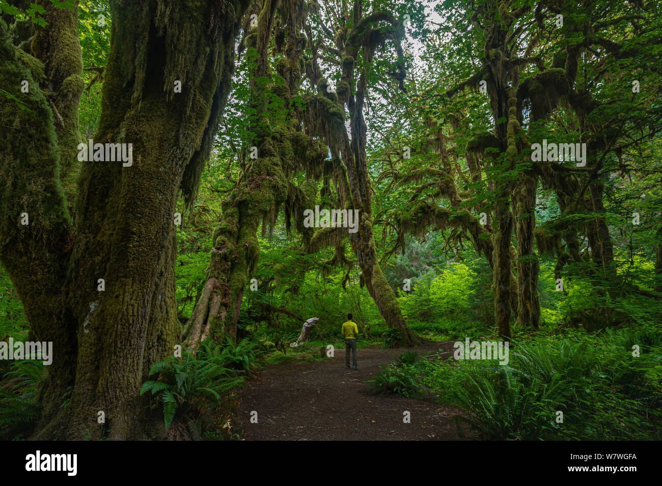 This is the picture of Rain Forest at Hall of Mosses at Olympic National Park Washington Stock Photo