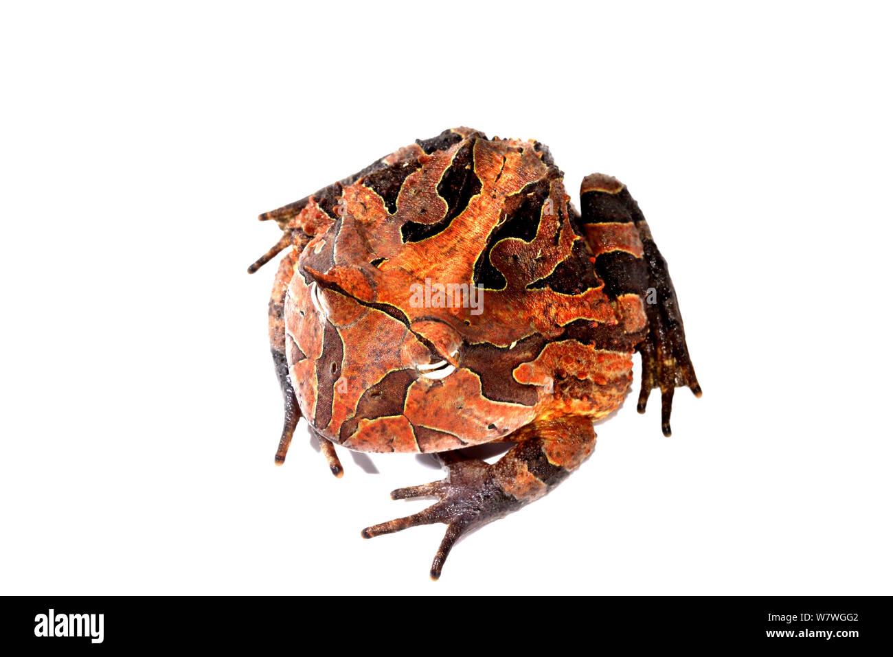 Amazonian horned frog (Ceratophrys cornuta) French Guiana. Taken in field studio with white background. Stock Photo