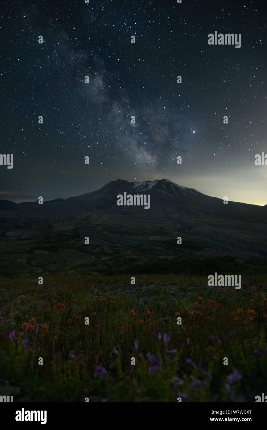 This is the picture of Mount St. Helens with Wildflowers and Milky Way in Washington. Stock Photo
