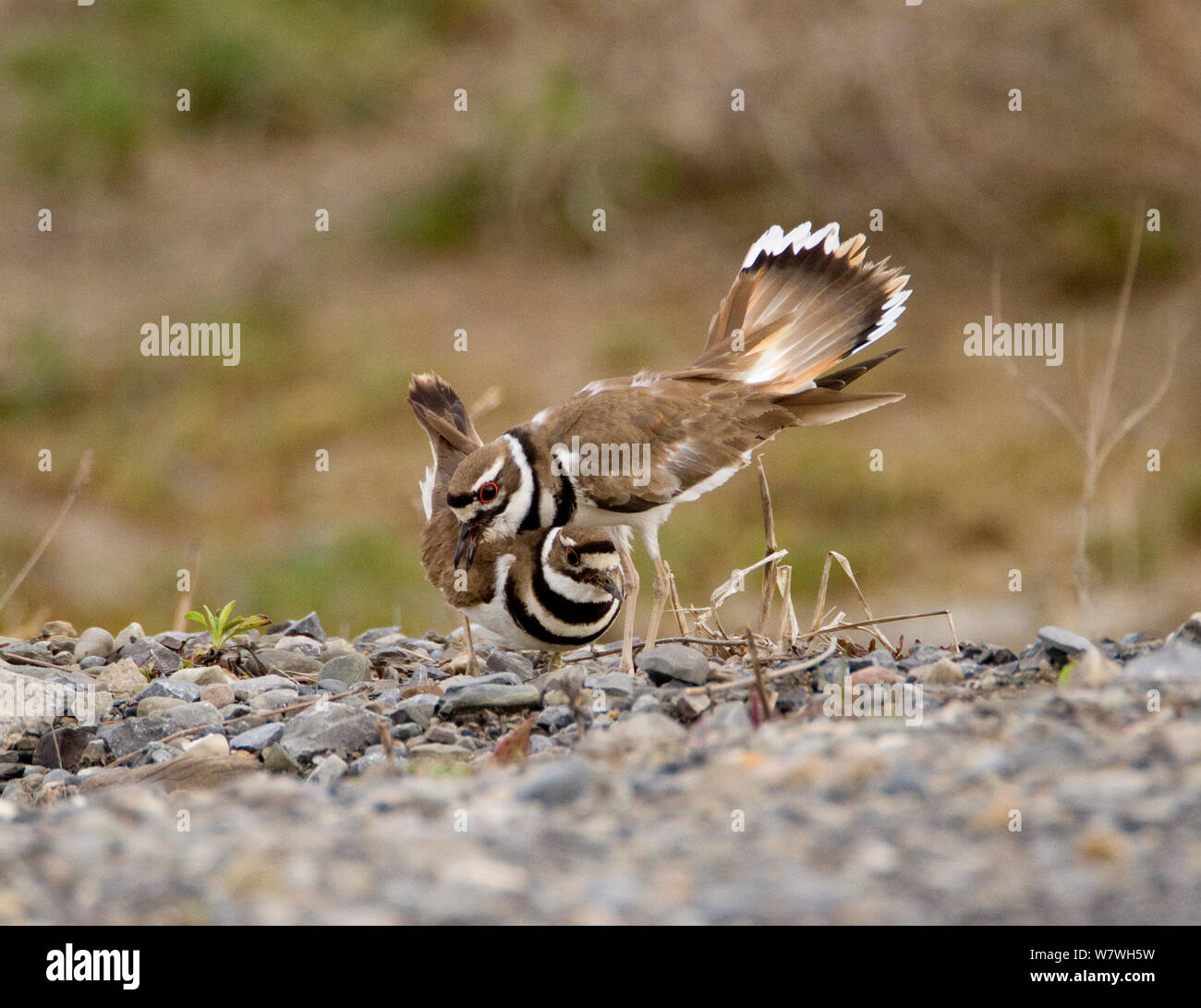 Killdeer (Charadrius vociferus) male bowing and spreading his tail