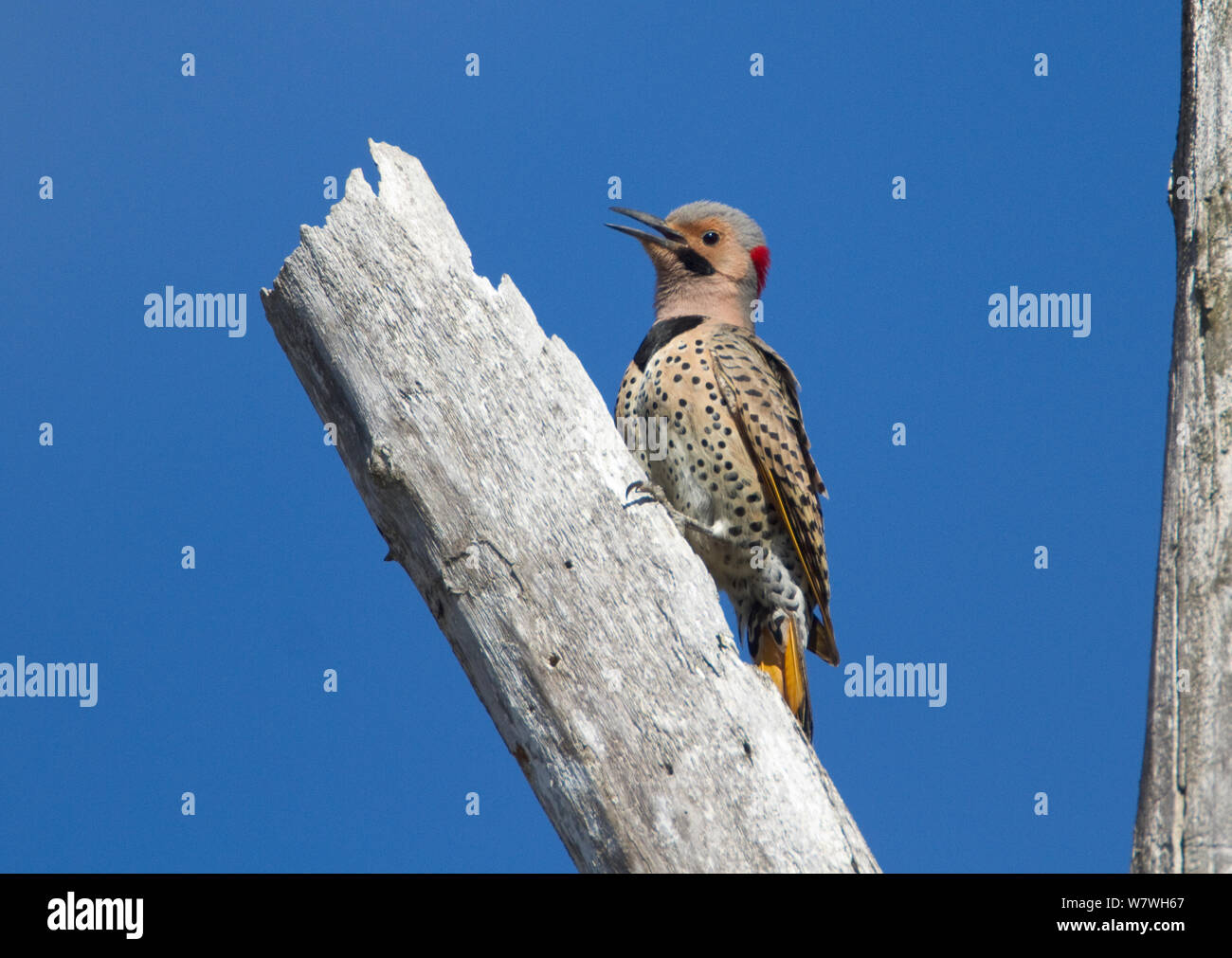 Male Northern flicker (Colaptes auratus) yellow-shafted form, calling from the tree where its nest hole is located, New York, USA, May. Stock Photo