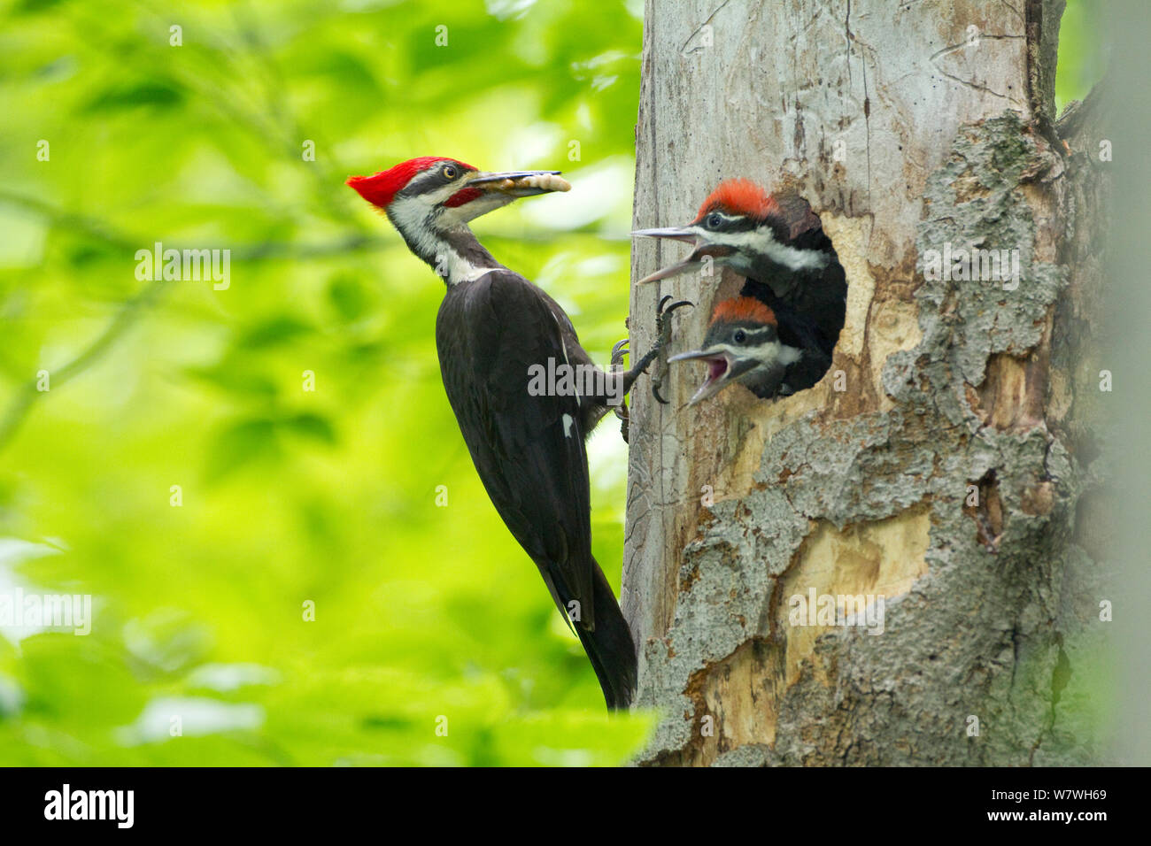 Male Pileated Woodpecker (Dryocopus pileatus) with beetle larva in beak about to feed two chicks, New York, USA, May. Stock Photo