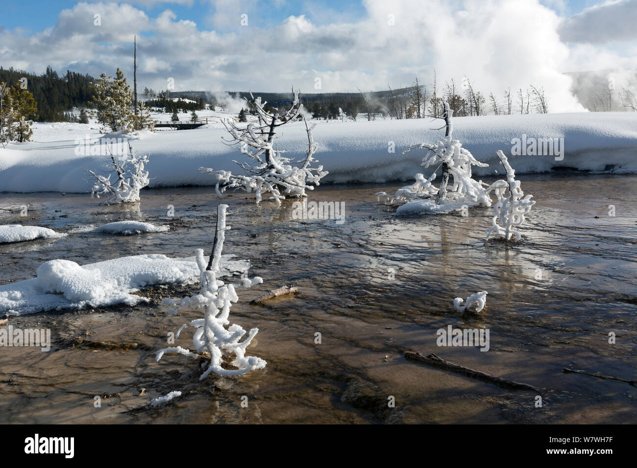 Small frost covered trees in water with ice on, Biscuit Basin, Yellowstone National Park, Wyoming, USA, February 2014. Stock Photo