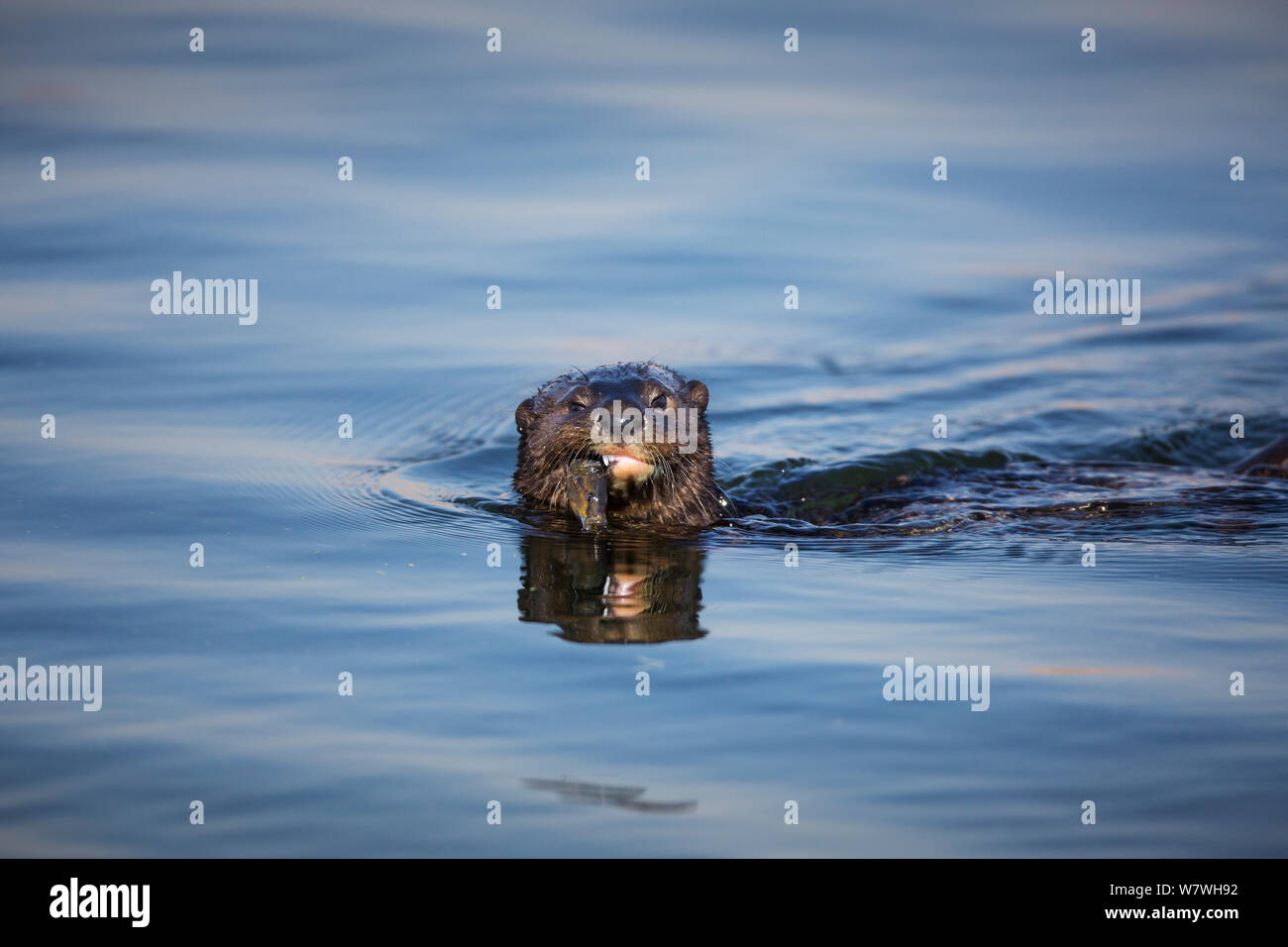 Spotted-necked Otter (Lutra maculicollis) feeding on fish, Marievale Bird Sanctuary, South Africa, July. Stock Photo