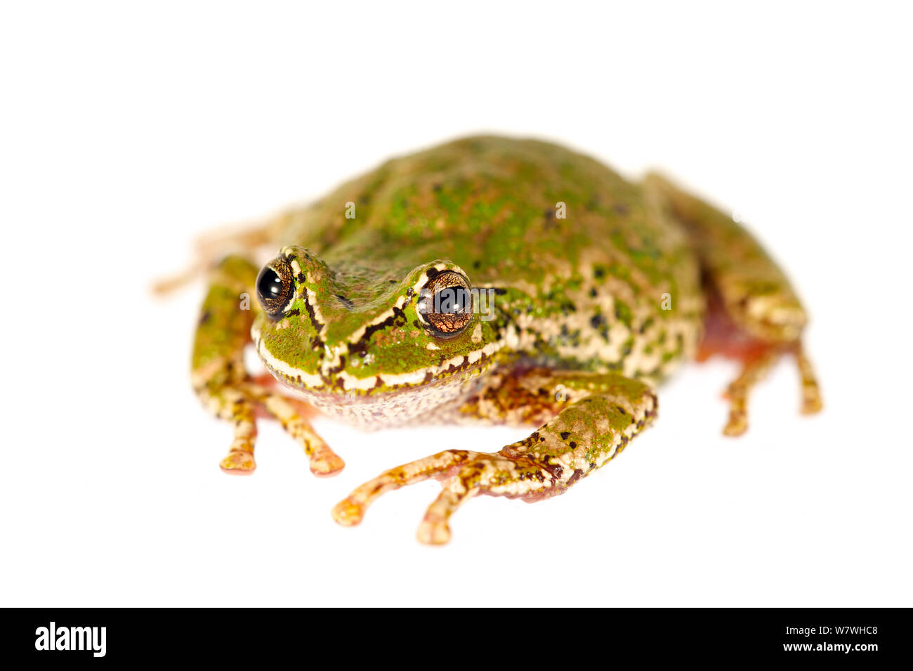 Female Common marsupial frog (Gastrotheca marsupiata) taken against white background, Bolivia. Stock Photo