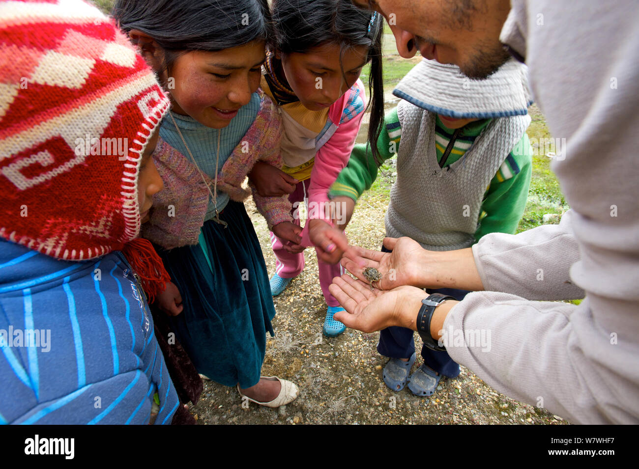 Researcher showing a Marbled four eyed frog (Pleurodema marmoratum) to some local children, Andes, Bolivia, October 2013. Stock Photo