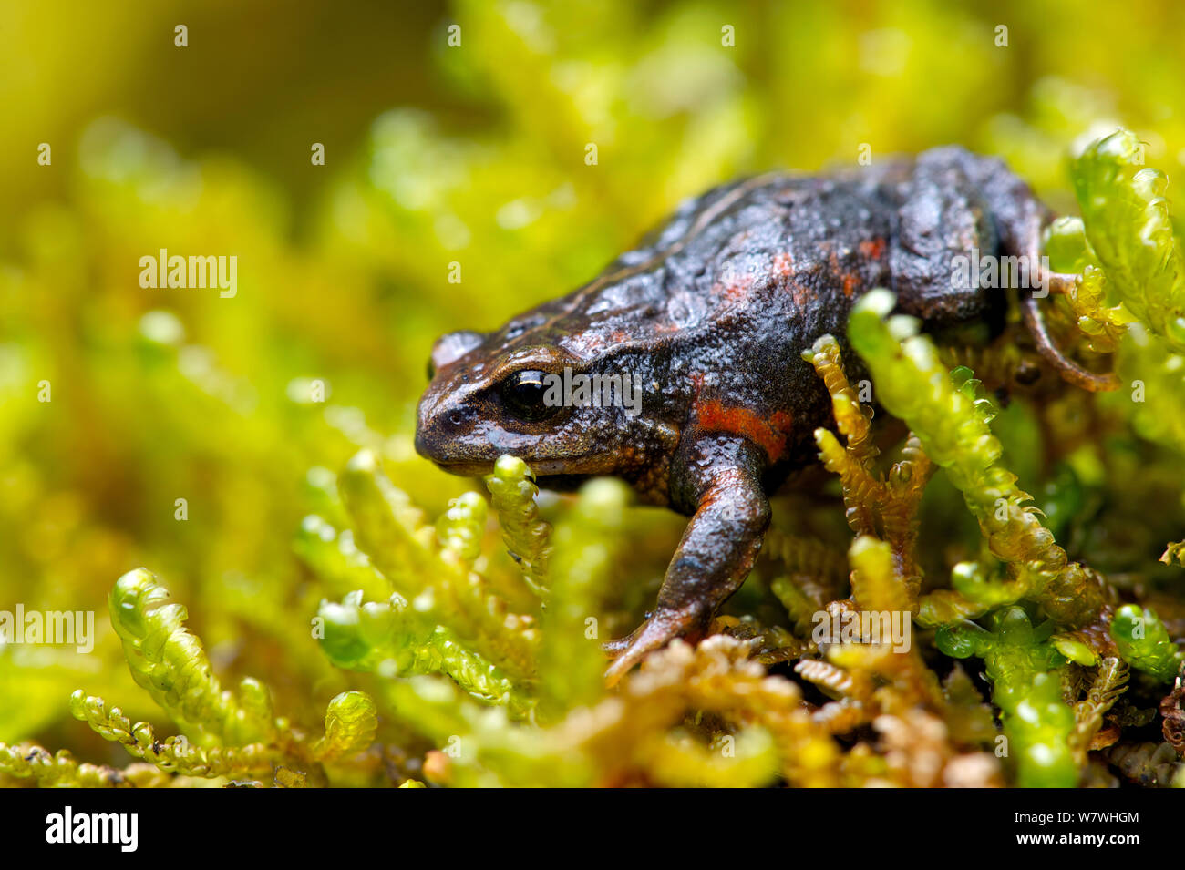 Frog (Psychrophrynella illimani) walking on plants, Bolivia, October 2013, Critically endangered. Stock Photo