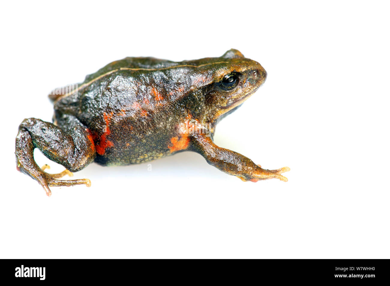 Walking frog Cut Out Stock Images & Pictures - Alamy