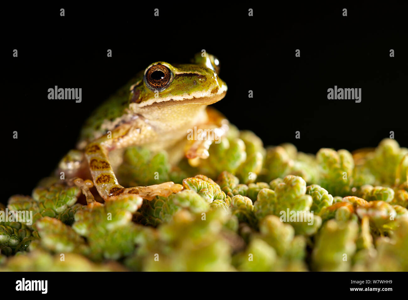 Common marsupial frog (Gastrotheca marsupiata) portrait, Bolivia, October. Stock Photo