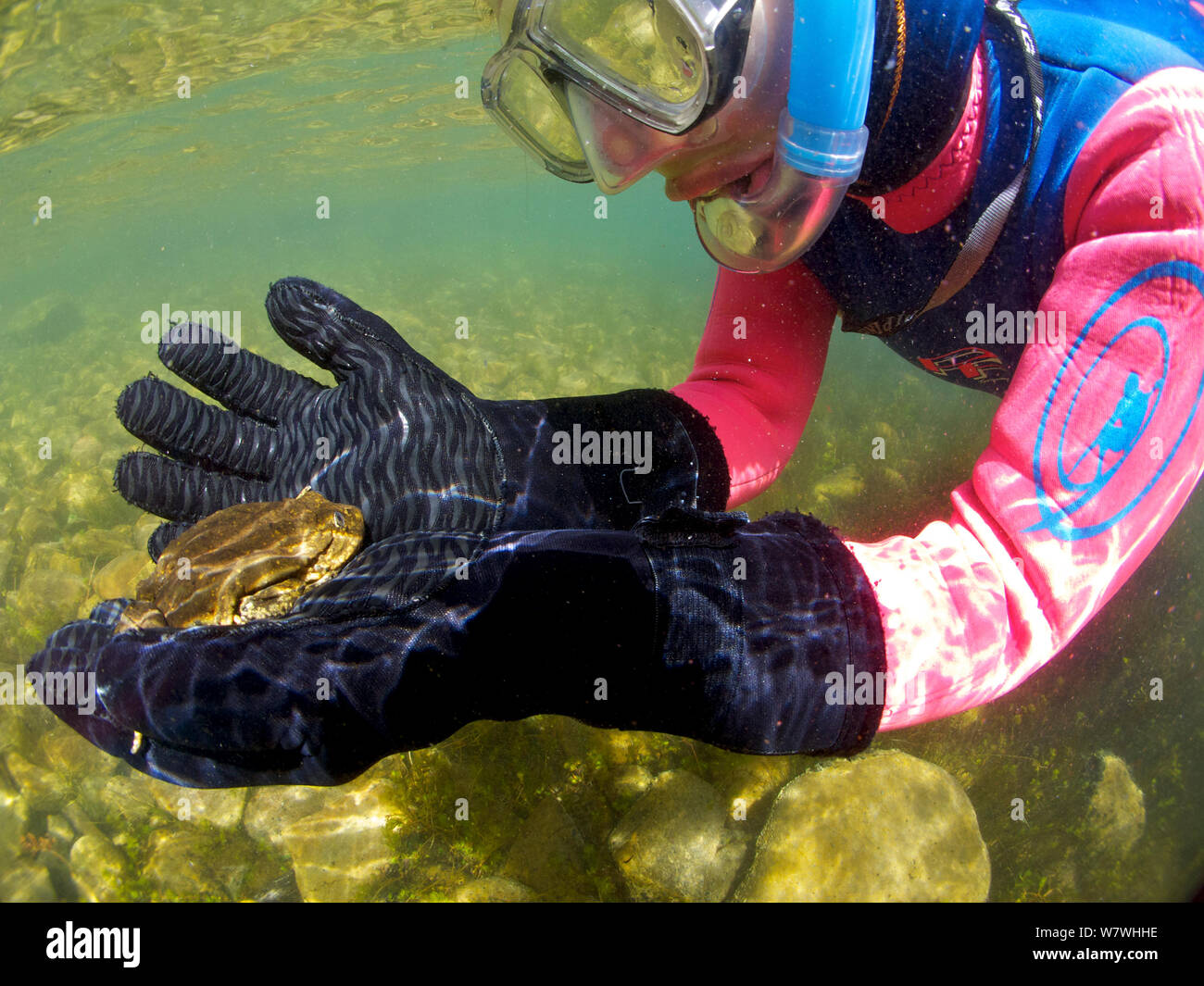 Researcher holding a Titicaca water / Lake Titicaca frog (Telmatobius culeus) underwater, Lake Titicaca, Bolivia, October, Critically endangered. Stock Photo