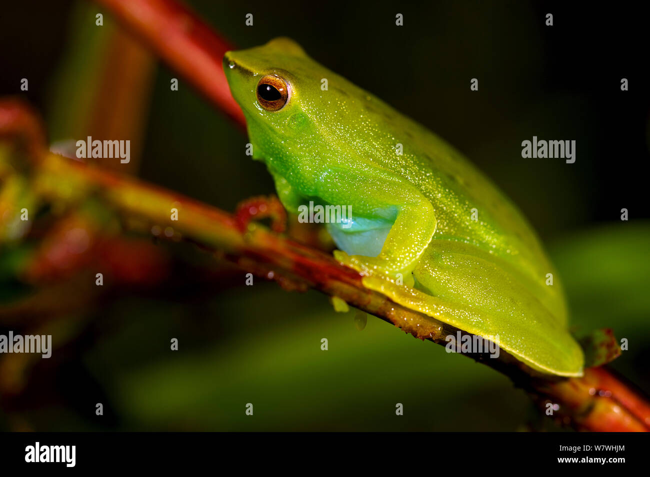 Orinoco lime treefrog (Sphaenorhynchus lacteus) portrait, Bolivia, November. Stock Photo
