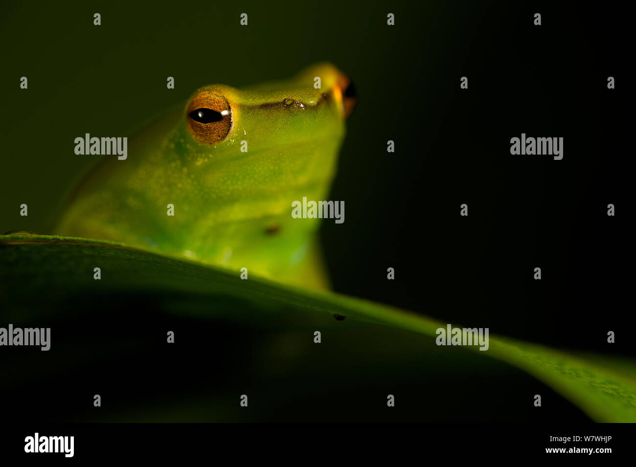 Orinoco lime treefrog (Sphaenorhynchus lacteus) portrait, Bolivia, November. Stock Photo