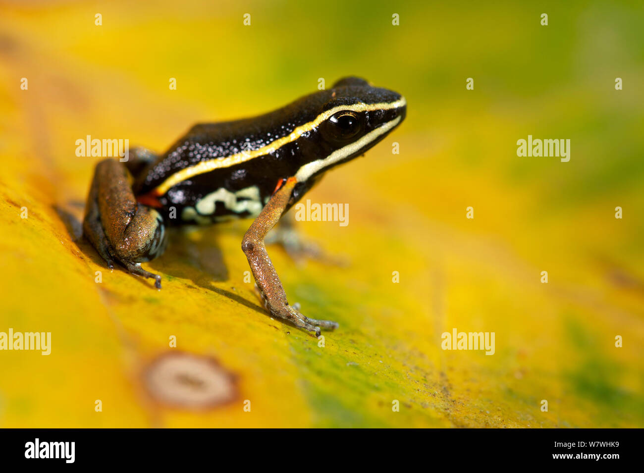 Spot legged poison frog (Ameerega picta) on leaf, Bolivia, November. Stock Photo