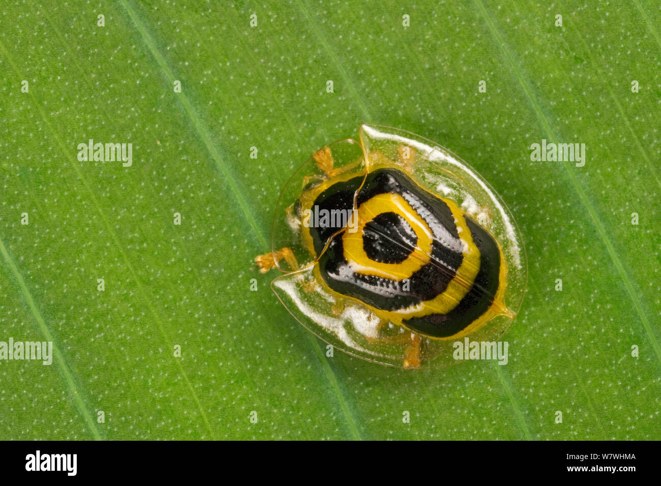 Tortoise / Target beetle (Ischnocodia annulus) on leaf, Costa Rica. Stock Photo