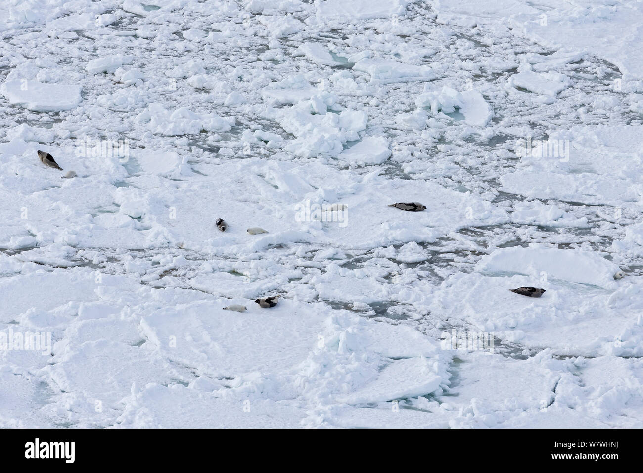 Aerial view of Harp seal (Phoca groenlandicus) females and pups on sea ice, Magdalen Islands, Gulf of St Lawrence, Quebec, Canada, March 2013. Stock Photo
