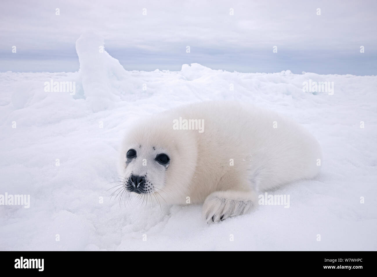 Harp seal (Phoca groenlandicus) pup on sea ice, Magdalen Islands, Gulf of St Lawrence, Quebec, Canada, March. Stock Photo