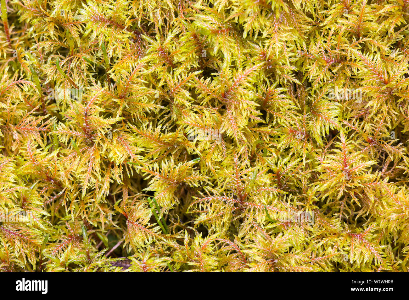 Common tamarisk moss (Thuidium tamariscinum), Monsal Dale, Peak District, Derbyshire, April. Stock Photo