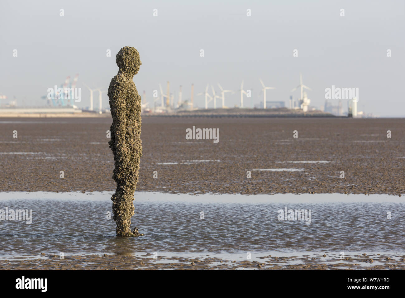 A figure from Antony Gormley&#39;s &#39;Another Place&#39; installation covered in barnacles, including the invasive Austrominius modestus. Crosby, Merseyside, UK, April 2014. Stock Photo