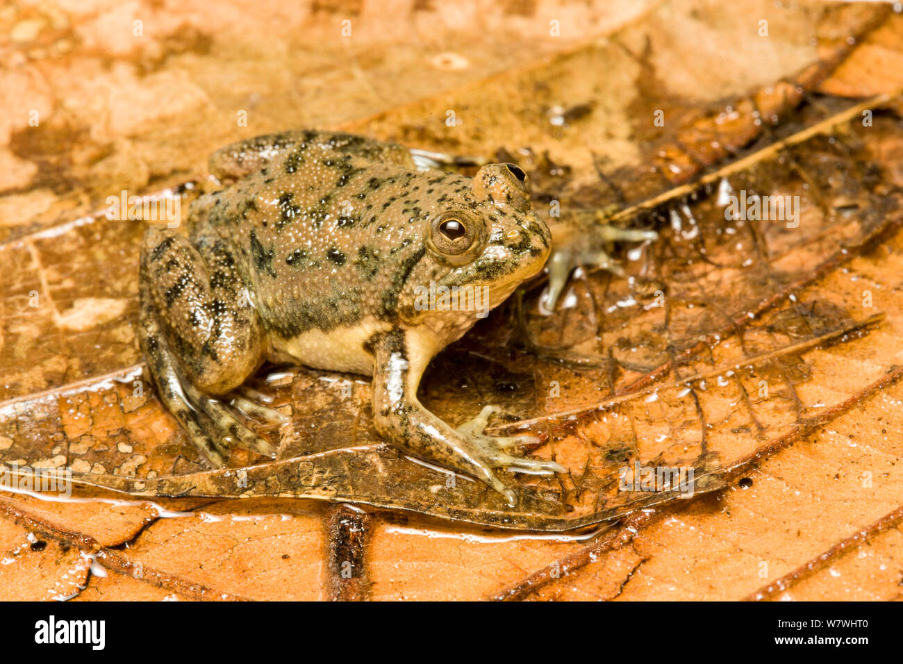 Spotted Puddle Frog (Occidozyga lima) captive from South East Asia Stock Photo