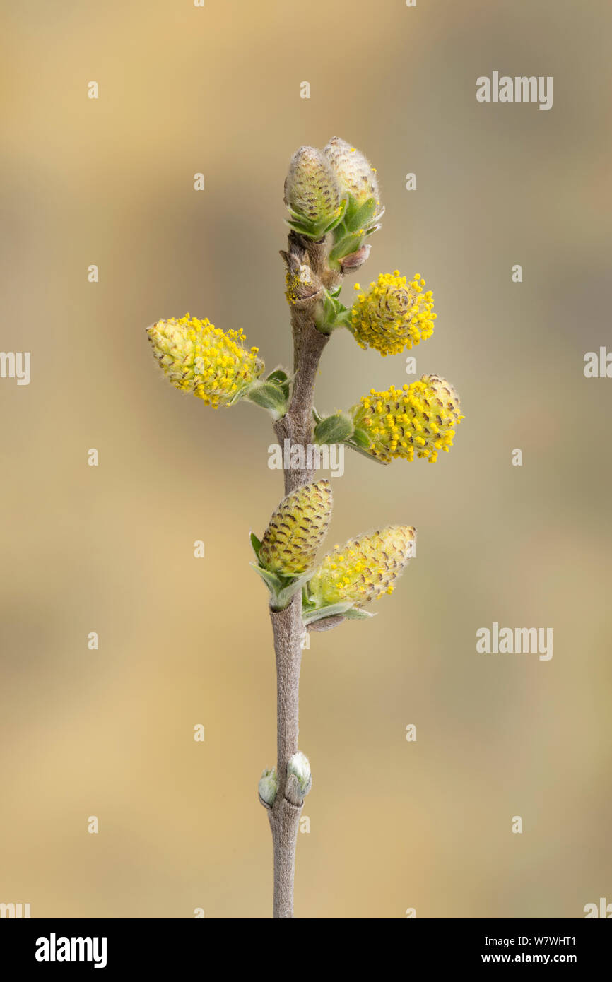 Creeping willow (Salix repens), Ainsdale Nature Reserve, Merseyside, UK, April. Stock Photo