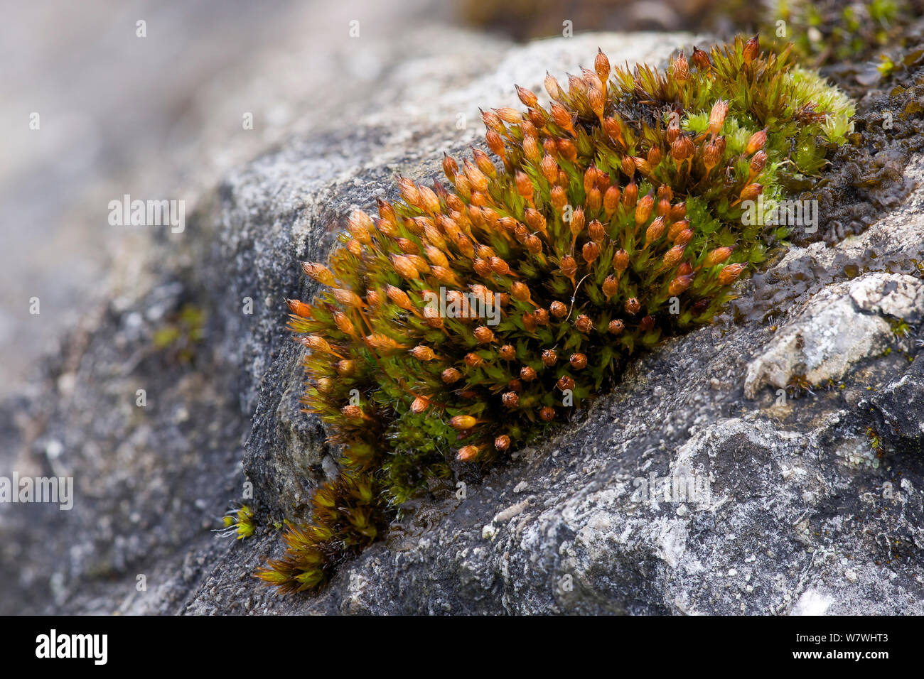 Moss (Orthotrichum anomalum) with spore capsules, Cressbrook Dale, Derbyshire, Peak District, UK, April. Stock Photo