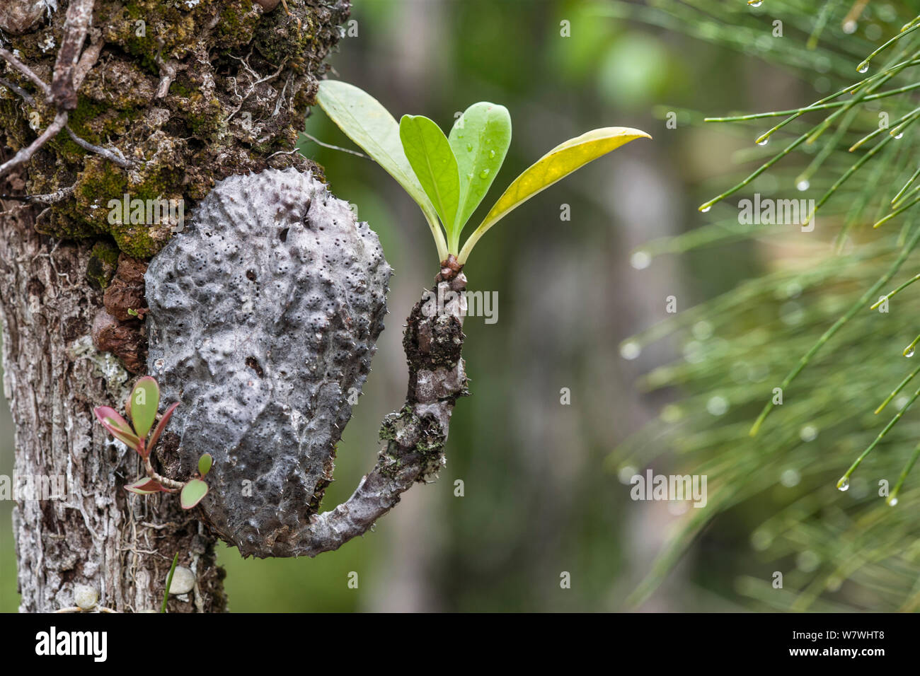 Antplant (Myrmecodia) Bako National Park Sarawak, Borneo. Stock Photo