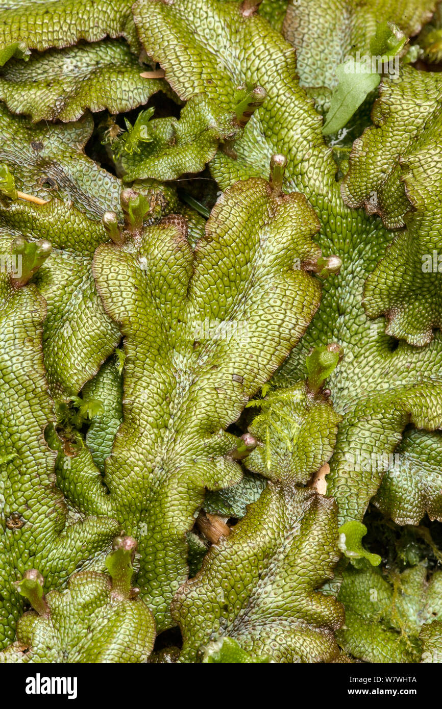 Scented liverwort (Conocephalum conicum) Hoh Rain Forest, Olympic Peninsula in the west of Washington State, USA, May. Stock Photo