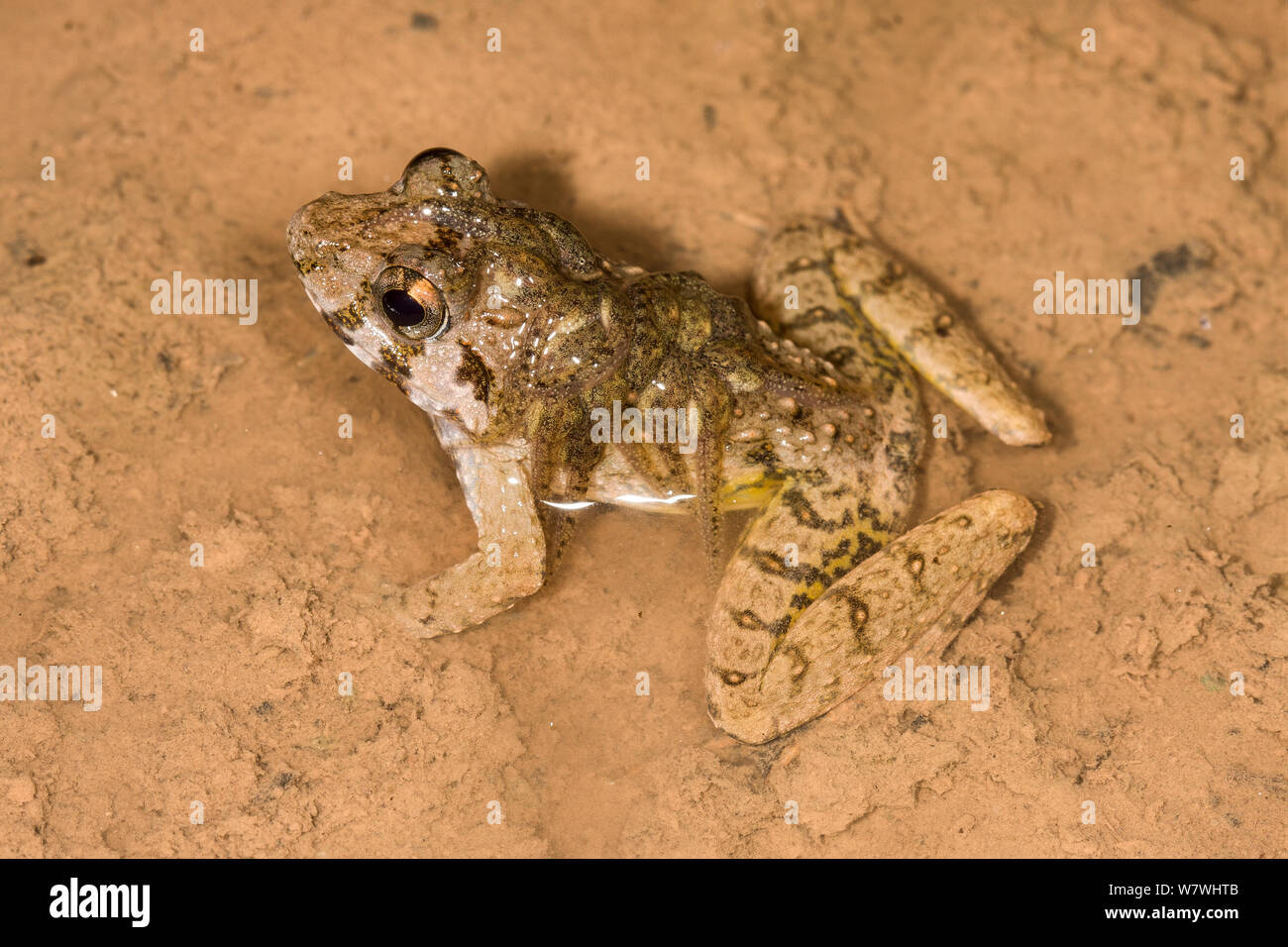 Rough Guardian Frog (Limnonectes finchi) male carrying tadpoles, Danum Valley, Sabah, Borneo. Stock Photo