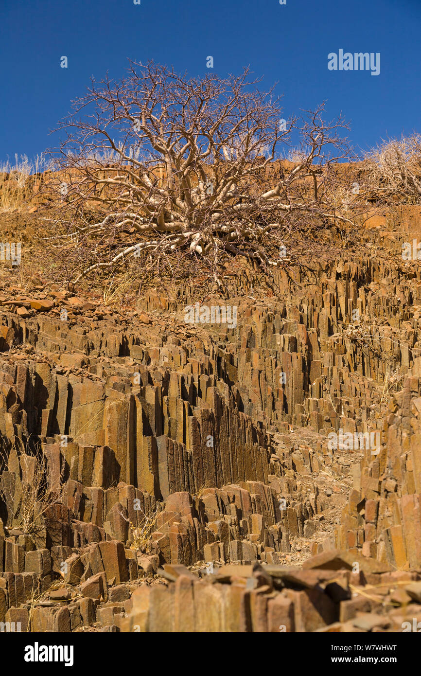 Rock formations and Commiphora tree, Twyfelfontein, Namibia, September 2008. Stock Photo