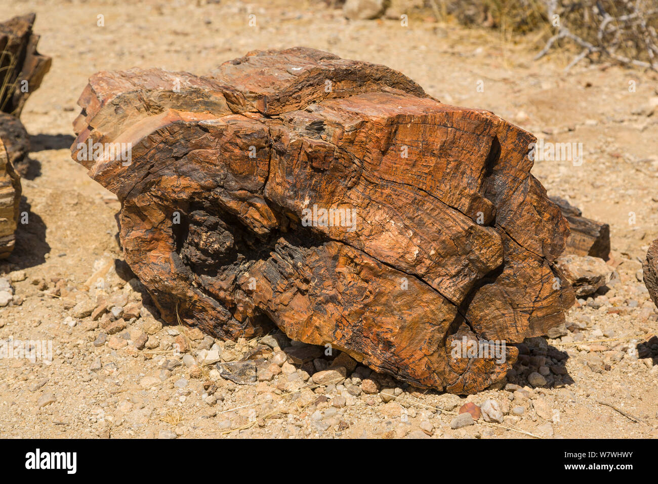 Petrified fossils hires stock photography and images Alamy