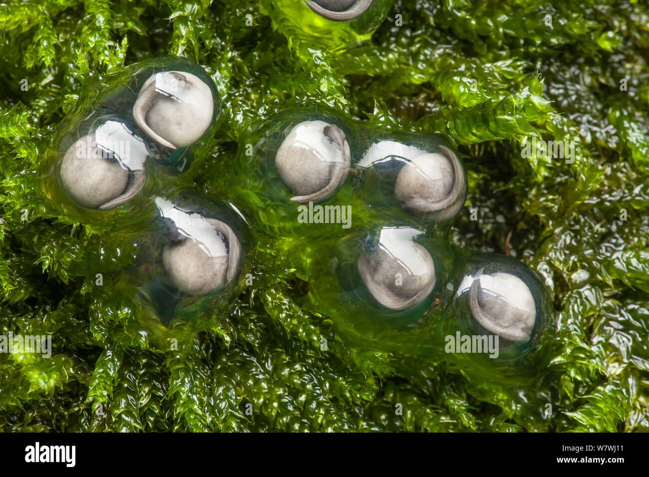 Tree frog eggs hires stock photography and images Alamy