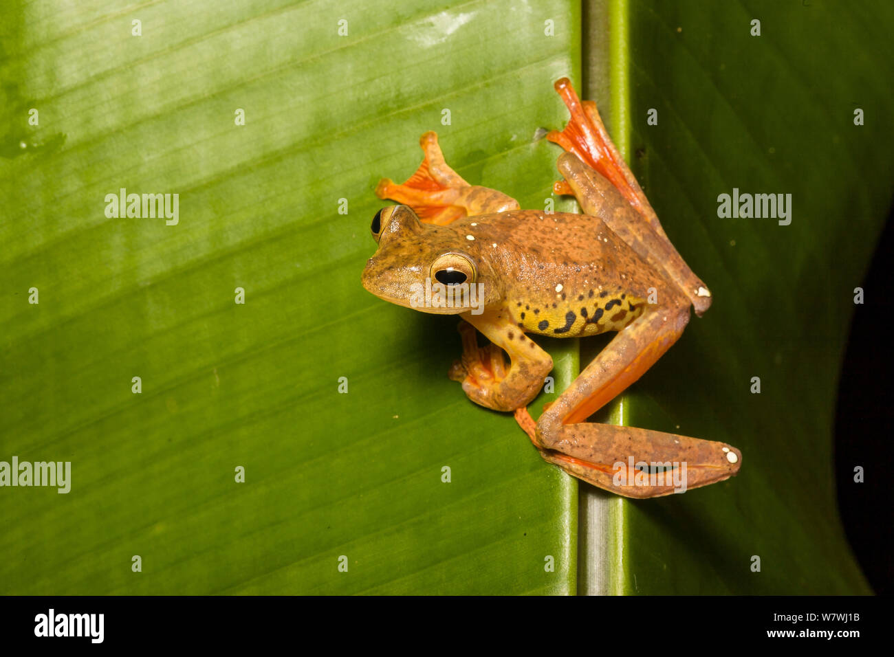 Rhacophorus rizali hi-res stock photography and images - Alamy