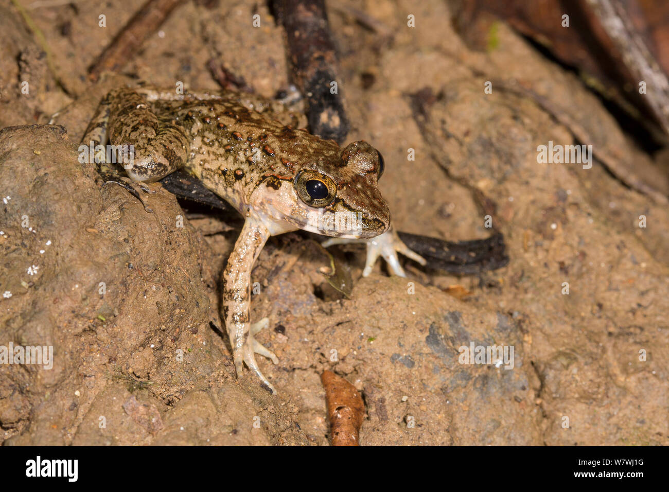 Rough Guardian Frog (Limnonectes finchi) Danum Valley, Sabah, Borneo. Stock Photo